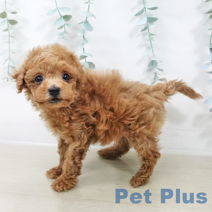 茨城県のトイプードル(トイ) (ペットプラス つくば店/2025年9月21日生まれ/男の子/レッド)の子犬の1枚目の画像