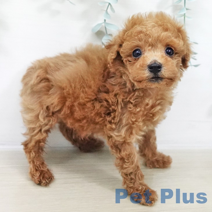 茨城県のトイプードル(トイ) (ペットプラス つくば店/2025年9月21日生まれ/男の子/レッド)の子犬の2枚目の画像