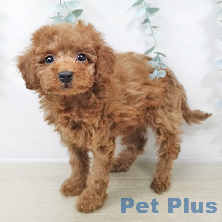 千葉県のトイプードル(トイ) (ペットプラス 船橋店/2025年9月21日生まれ/女の子/レッド)の子犬の1枚目の画像