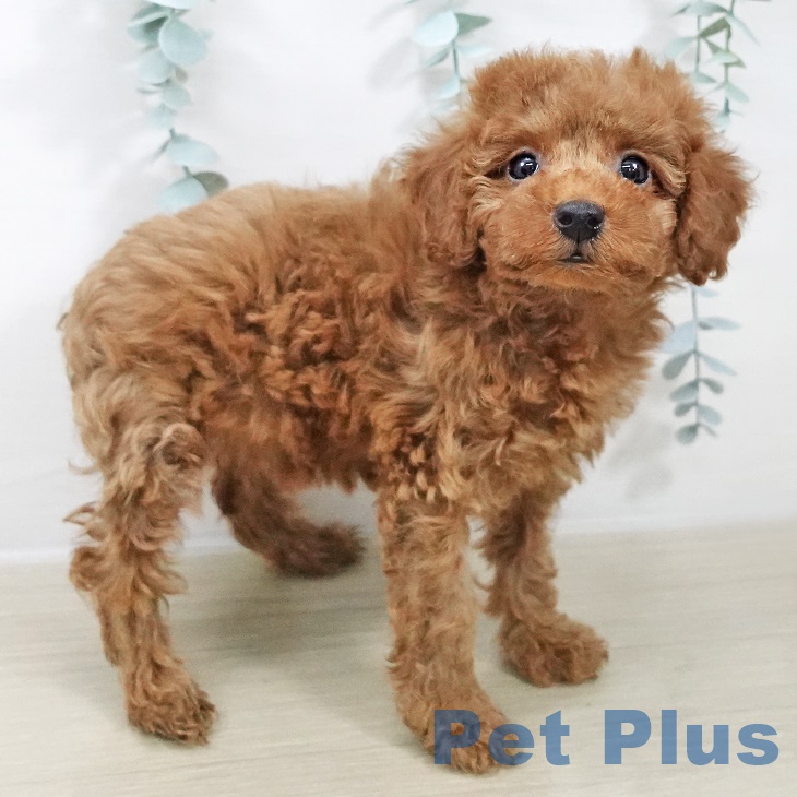 千葉県のトイプードル(トイ) (ペットプラス 船橋店/2025年9月21日生まれ/女の子/レッド)の子犬の2枚目の画像