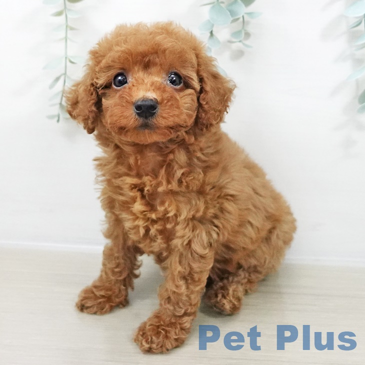 トイ・プードル