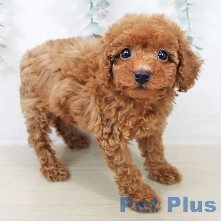 トイ・プードル