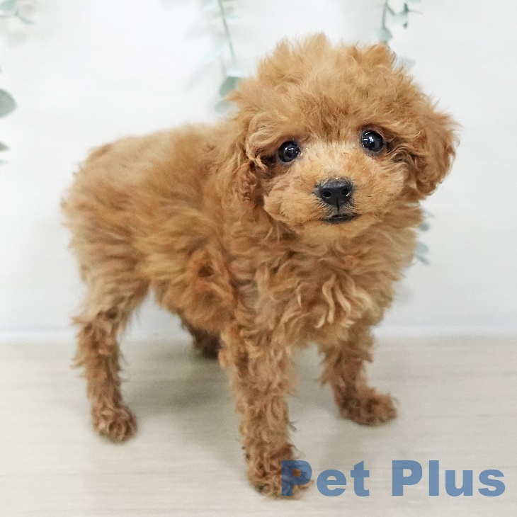 埼玉県のトイプードル(トイ) (ペットプラス コクーンシティ店/2025年9月21日生まれ/女の子/レッド)の子犬