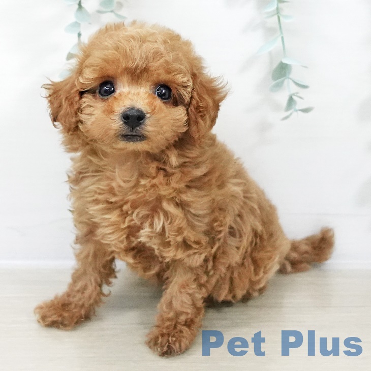 トイ・プードル