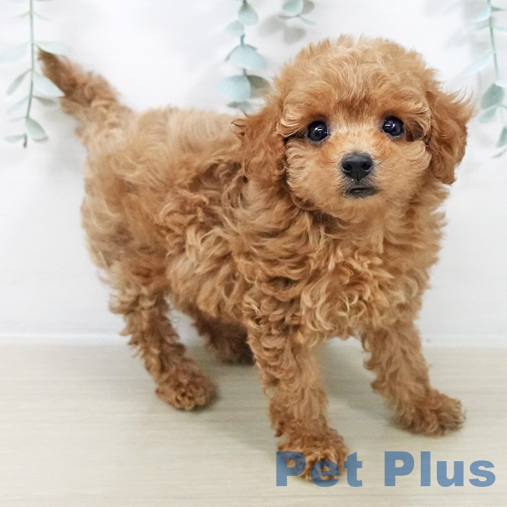 東京都のトイプードル(トイ) (ペットプラス アクアシティお台場店/2025年9月21日生まれ/女の子/レッド)の子犬の2枚目の画像