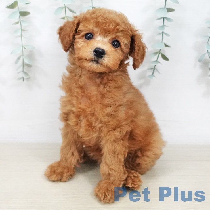 長野県のトイプードル(トイ) (ペットプラス 松本店/2025年9月15日生まれ/女の子/レッド)の子犬
