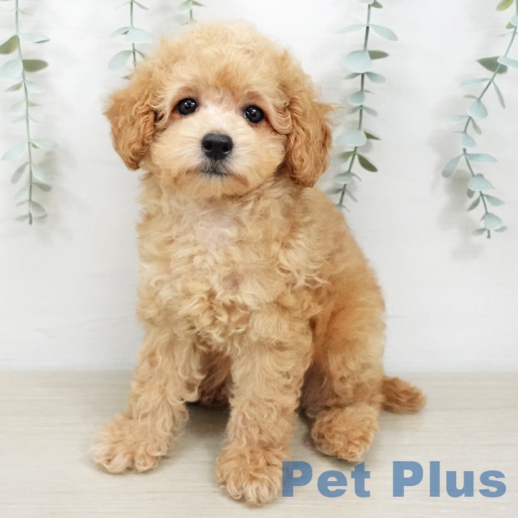 山形県のトイプードル(トイ) (ペットプラス 天童店/2025年9月15日生まれ/女の子/アプリコット)の子犬の1枚目の画像