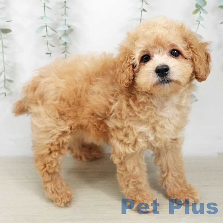山形県のトイプードル(トイ) (ペットプラス 天童店/2025年9月15日生まれ/女の子/アプリコット)の子犬の2枚目の画像
