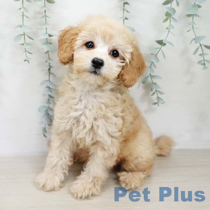 埼玉県のトイプードル(トイ) (ペットプラス 上尾店/2025年9月15日生まれ/女の子/アプリコット)の子犬