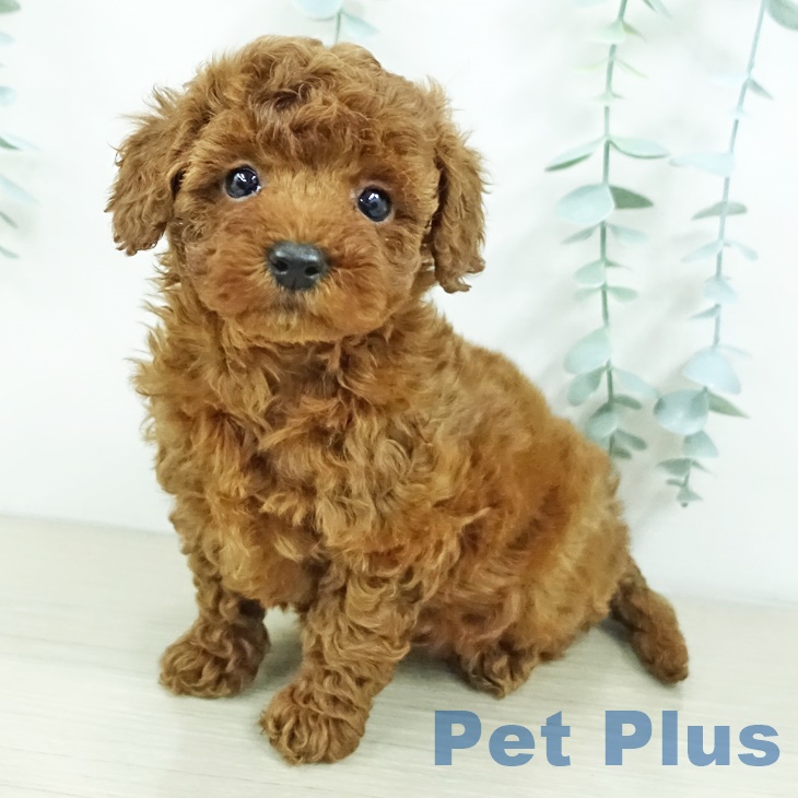 トイ・プードル