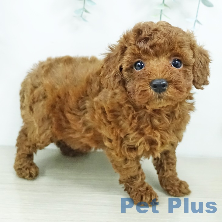 東京都のトイプードル(トイ) (ペットプラス 日の出店/2025年9月20日生まれ/女の子/レッドフォーン)の子犬の2枚目の画像