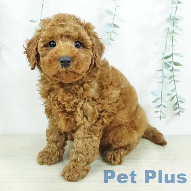 埼玉県のトイプードル(トイ) (ペットプラス 羽生店/2025年9月21日生まれ/男の子/レッド)の子犬