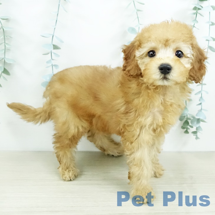 神奈川県のトイプードル(トイ) (ペットプラス 武蔵小杉店/2025年9月16日生まれ/女の子/アプリコット)の子犬の1枚目の画像