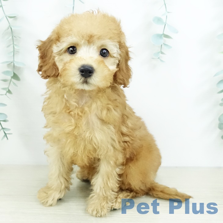 神奈川県のトイプードル(トイ) (ペットプラス 武蔵小杉店/2025年9月16日生まれ/女の子/アプリコット)の子犬の2枚目の画像
