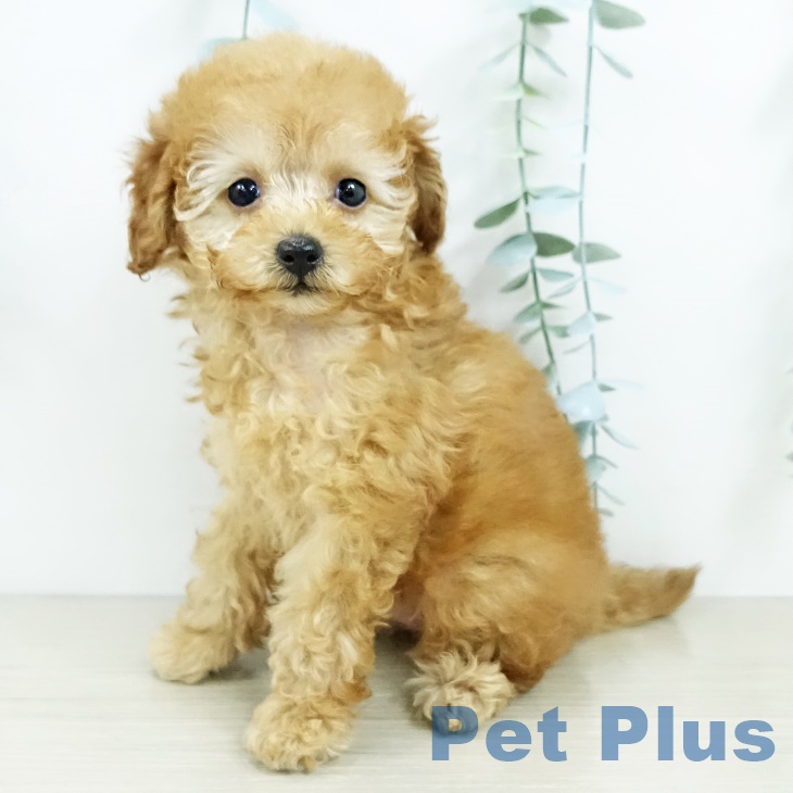 千葉県のトイプードル(トイ) (ペットプラス 幕張新都心店/2025年9月16日生まれ/女の子/アプリコット)の子犬の1枚目の画像