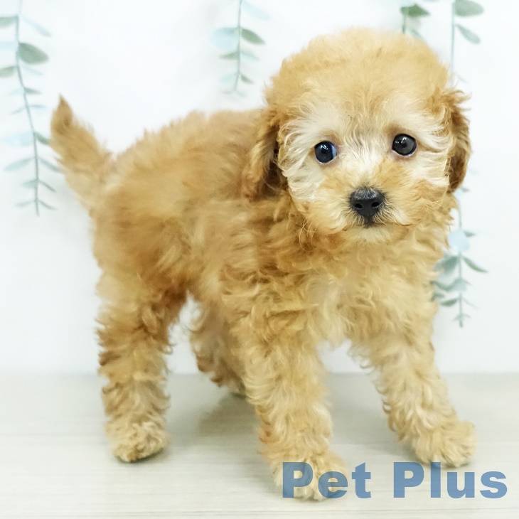 千葉県のトイプードル(トイ) (ペットプラス 幕張新都心店/2025年9月16日生まれ/女の子/アプリコット)の子犬の2枚目の画像