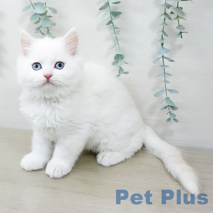茨城県のサイベリアン (ペットプラス つくば店/2025年9月7日生まれ/男の子/レッドリンクスポイント)の子猫の1枚目の画像