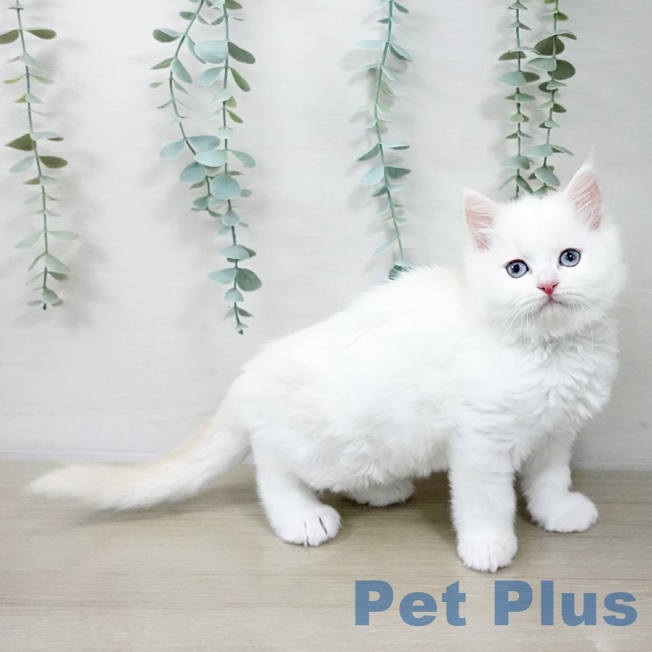 茨城県のサイベリアン (ペットプラス つくば店/2025年9月7日生まれ/男の子/レッドリンクスポイント)の子猫の2枚目の画像
