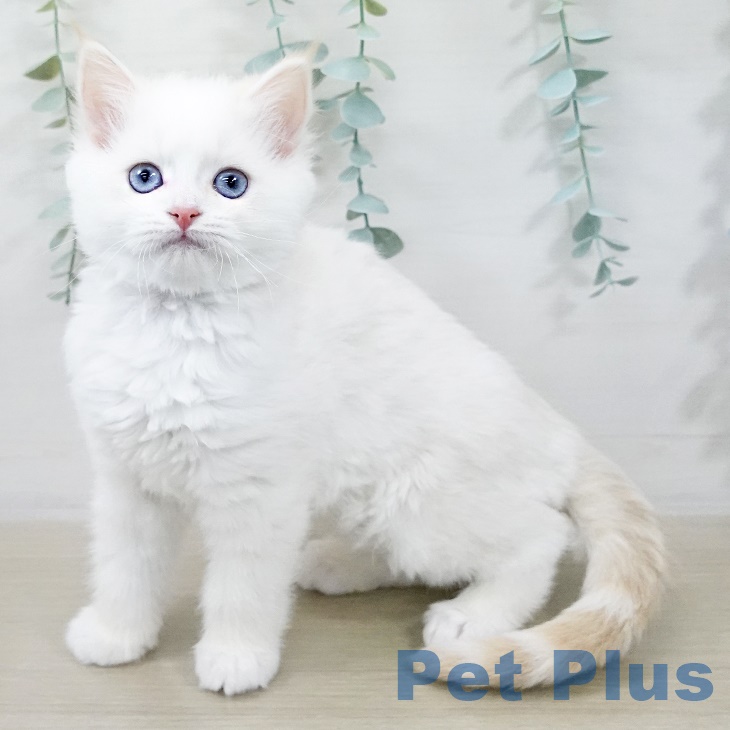 埼玉県のサイベリアン (ペットプラス コクーンシティ店/2025年9月7日生まれ/女の子/レッドリンクスポイント)の子猫