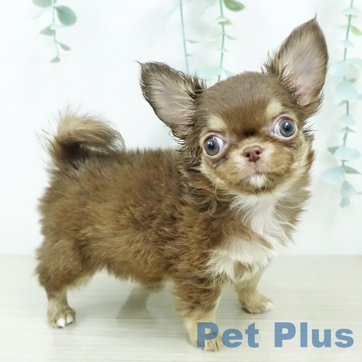 東京都のチワワ(ロング) (ペットプラス アクアシティお台場店/2025年9月8日生まれ/女の子/チョコレートタンホワイト)の子犬の1枚目の画像