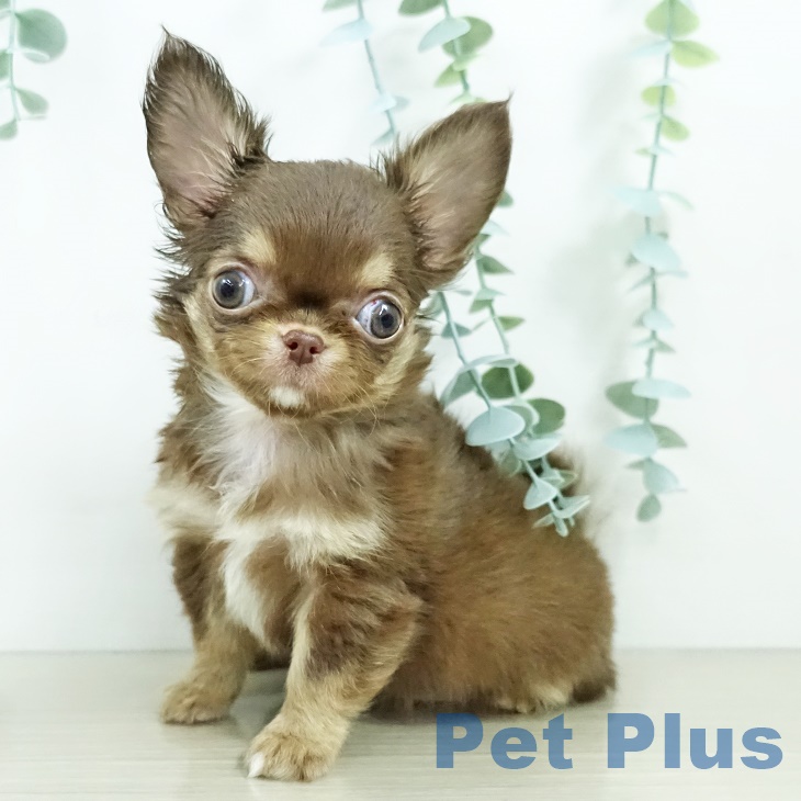 東京都のチワワ(ロング) (ペットプラス アクアシティお台場店/2025年9月8日生まれ/女の子/チョコレートタンホワイト)の子犬の2枚目の画像