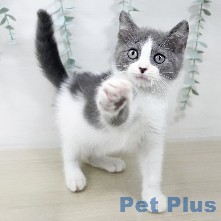 東京都のスコティッシュフォールド (ペットプラス MARK IS 葛飾かなまち店/2025年9月10日生まれ/男の子/ブルーホワイト)の子猫の2枚目の画像