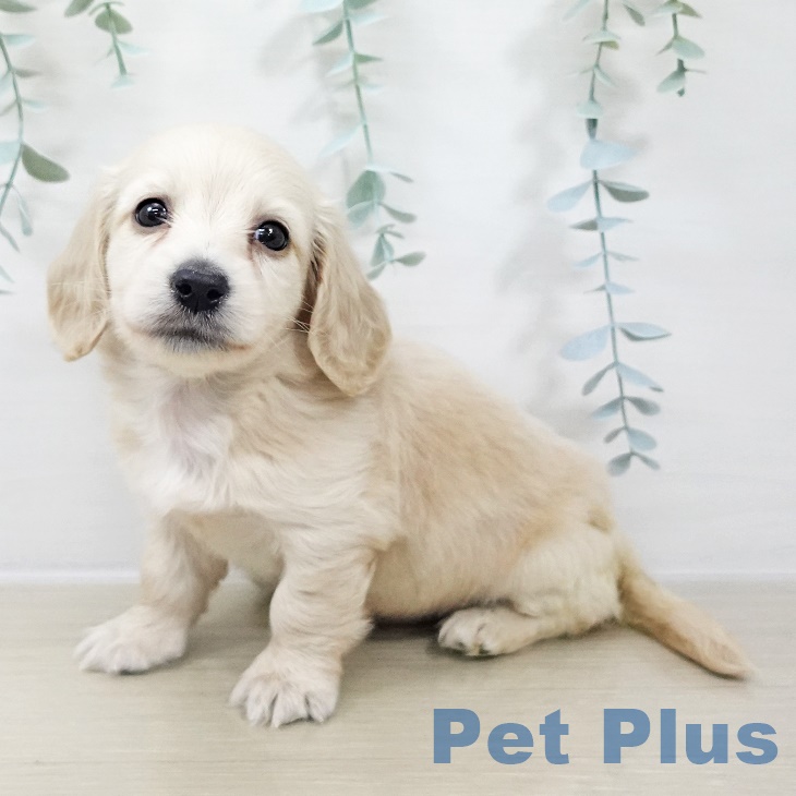 ミニチュア・ダックスフンド