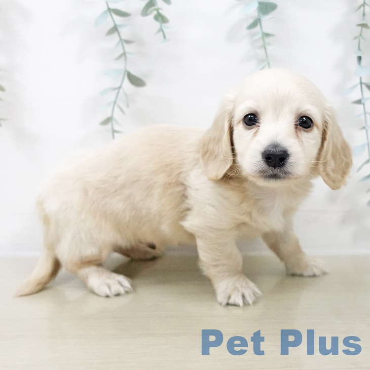 ミニチュア・ダックスフンドの写真2