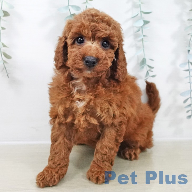 茨城県のトイプードル(トイ) (ペッツワン つくば店/2025年9月21日生まれ/女の子/レッド)の子犬