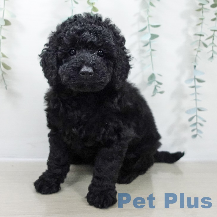 埼玉県のトイプードル(トイ) (ペットプラス イオンモール春日部店/2025年9月21日生まれ/女の子/ブラック)の子犬