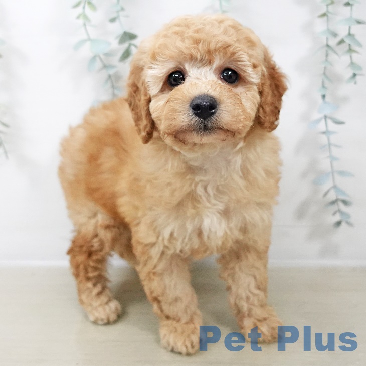 埼玉県のトイプードル(トイ) (ペットプラス 羽生店/2025年9月21日生まれ/女の子/アプリコット)の子犬