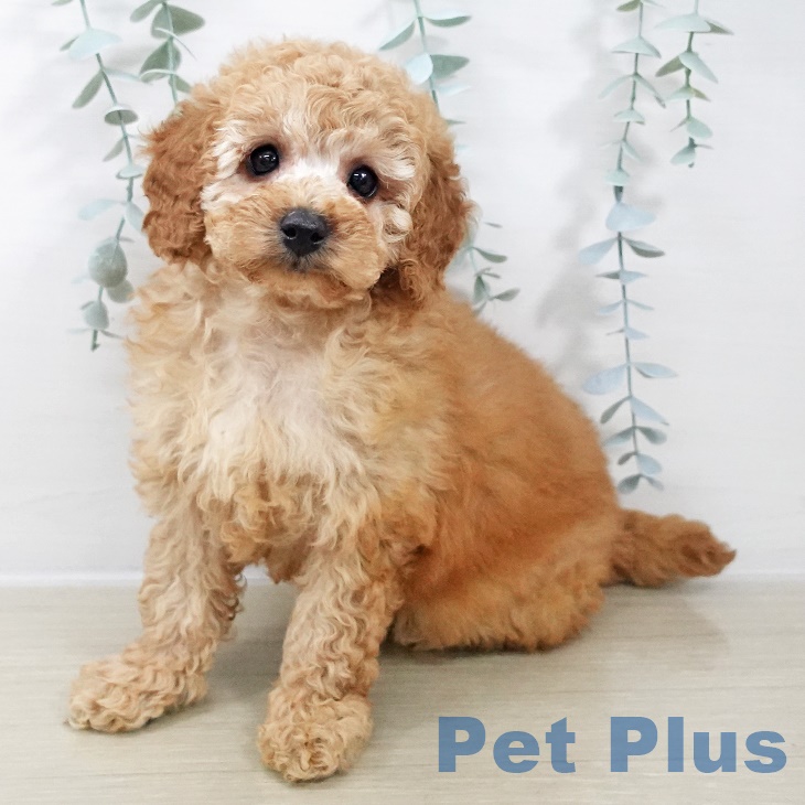 埼玉県のトイプードル(トイ) (ペットプラス 上尾店/2025年9月21日生まれ/女の子/アプリコット)の子犬