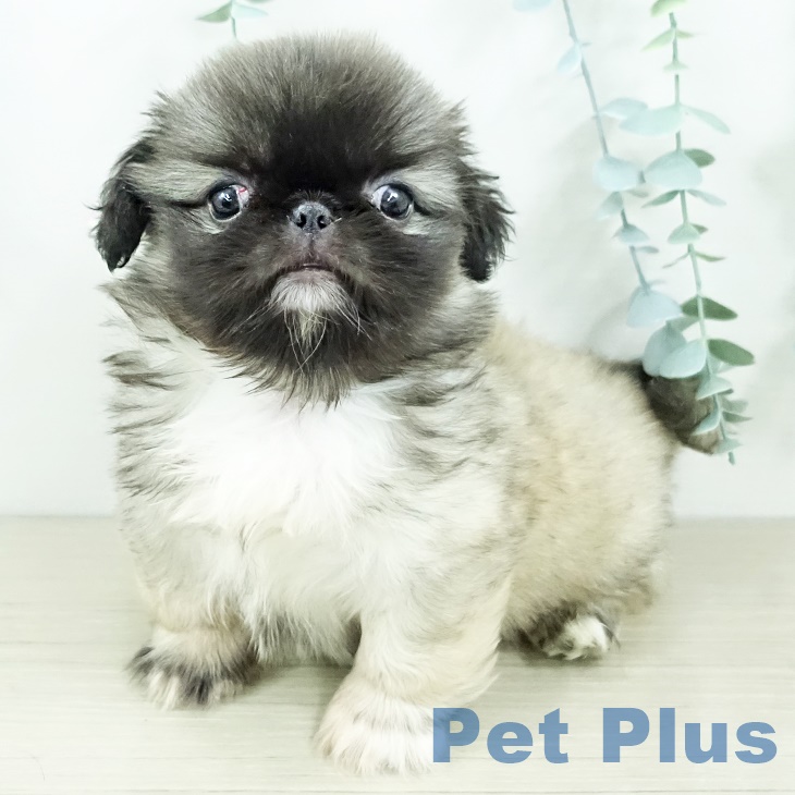 群馬県のペキニーズ (ペットプラス イオンモール太田店/2025年9月20日生まれ/男の子/フォーン)の子犬の1枚目の画像