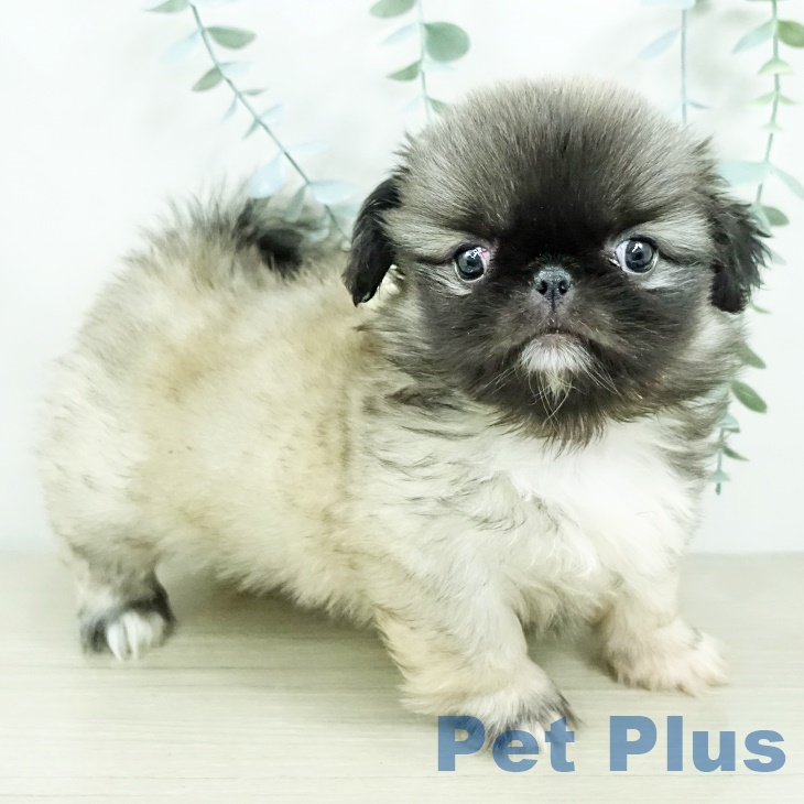 群馬県のペキニーズ (ペットプラス イオンモール太田店/2025年9月20日生まれ/男の子/フォーン)の子犬の2枚目の画像