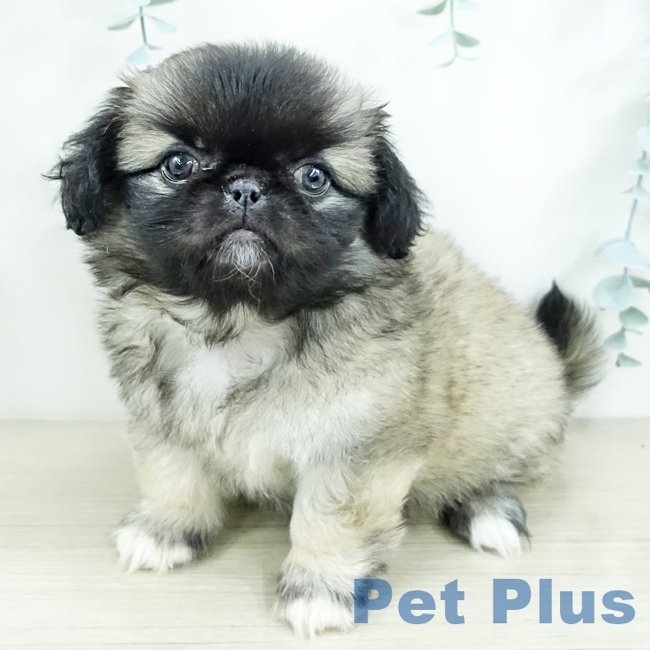 茨城県のペキニーズ (ペットプラス つくば店/2025年9月20日生まれ/女の子/フォーン)の子犬の1枚目の画像