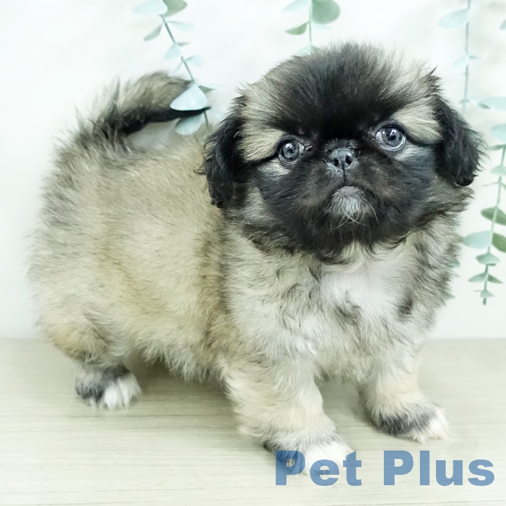 茨城県のペキニーズ (ペットプラス つくば店/2025年9月20日生まれ/女の子/フォーン)の子犬の2枚目の画像