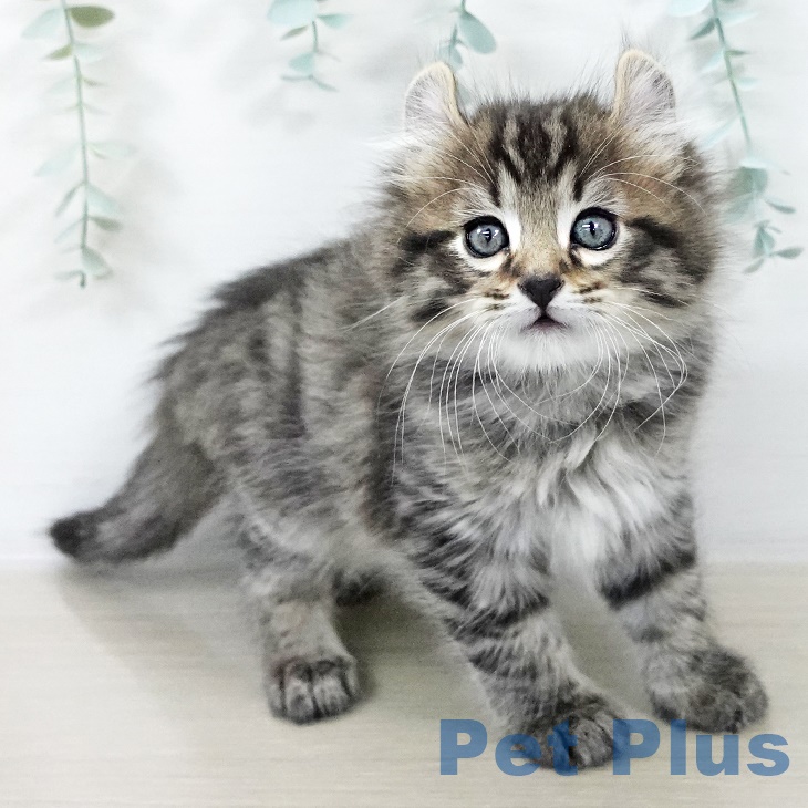 千葉県のアメリカンカール (ペットプラス 幕張新都心店/2025年9月22日生まれ/男の子/ブラウンタビー)の子猫の1枚目の画像
