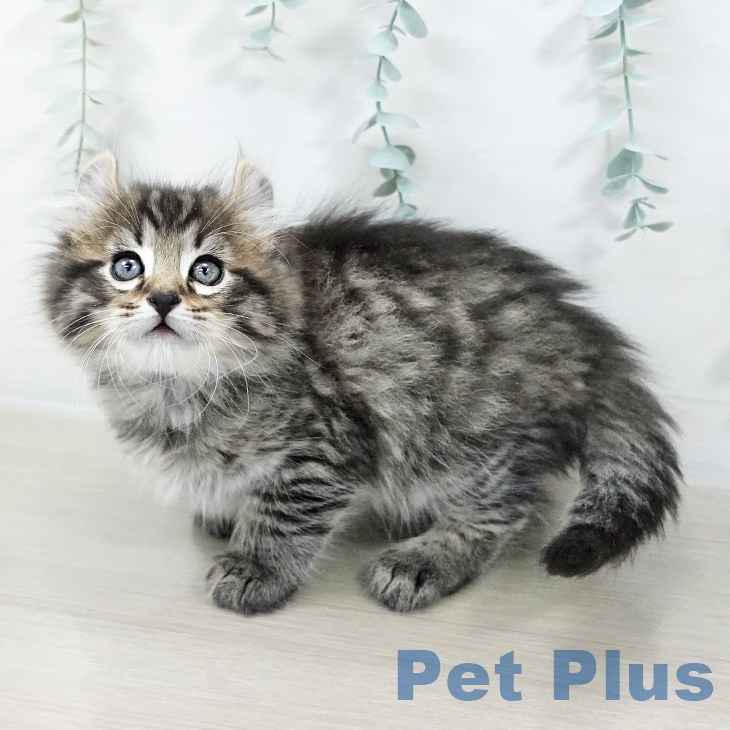 千葉県のアメリカンカール (ペットプラス 幕張新都心店/2025年9月22日生まれ/男の子/ブラウンタビー)の子猫の2枚目の画像