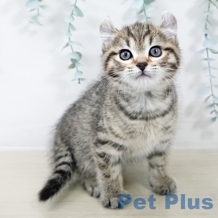 埼玉県のアメリカンカール (ペットプラス 羽生店/2025年9月22日生まれ/男の子/ブラウンタビー)の子猫