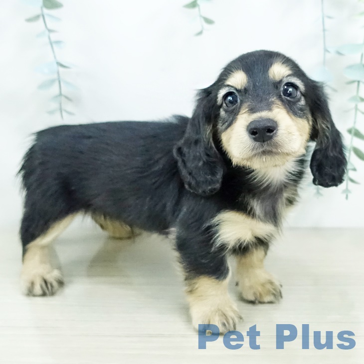 神奈川県のカニンヘンダックスフンド(ロング) (ペットプラス 相模原並木店/2025年9月20日生まれ/男の子/ブラックイエロー)の子犬の1枚目の画像