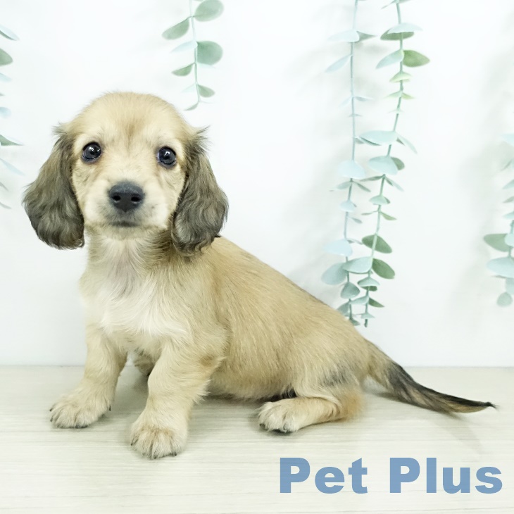 カニーンヘン・ダックスフンド