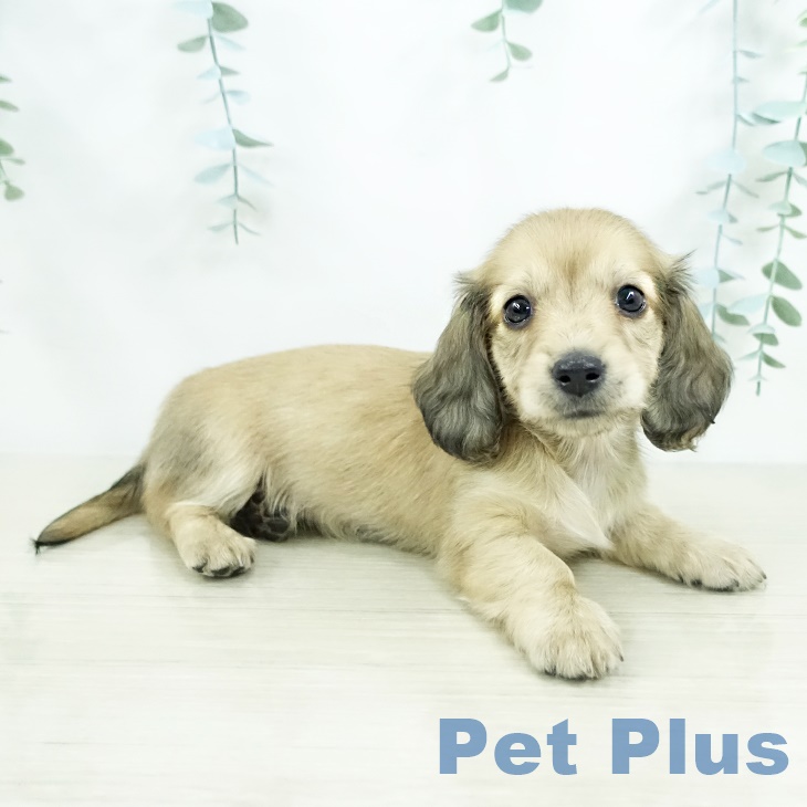 カニーンヘン・ダックスフンド