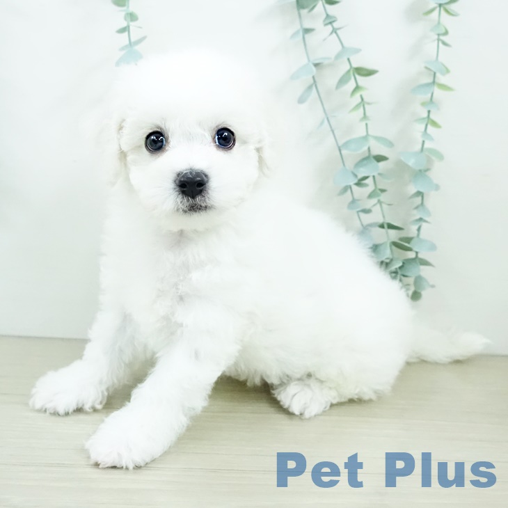 山梨県のビションフリーゼ (ペットプラス 甲府昭和店/2025年9月20日生まれ/男の子/ホワイト)の子犬の1枚目の画像