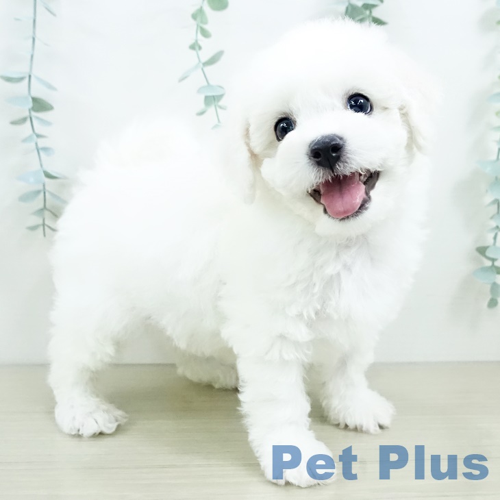 山梨県のビションフリーゼ (ペットプラス 甲府昭和店/2025年9月20日生まれ/男の子/ホワイト)の子犬の2枚目の画像