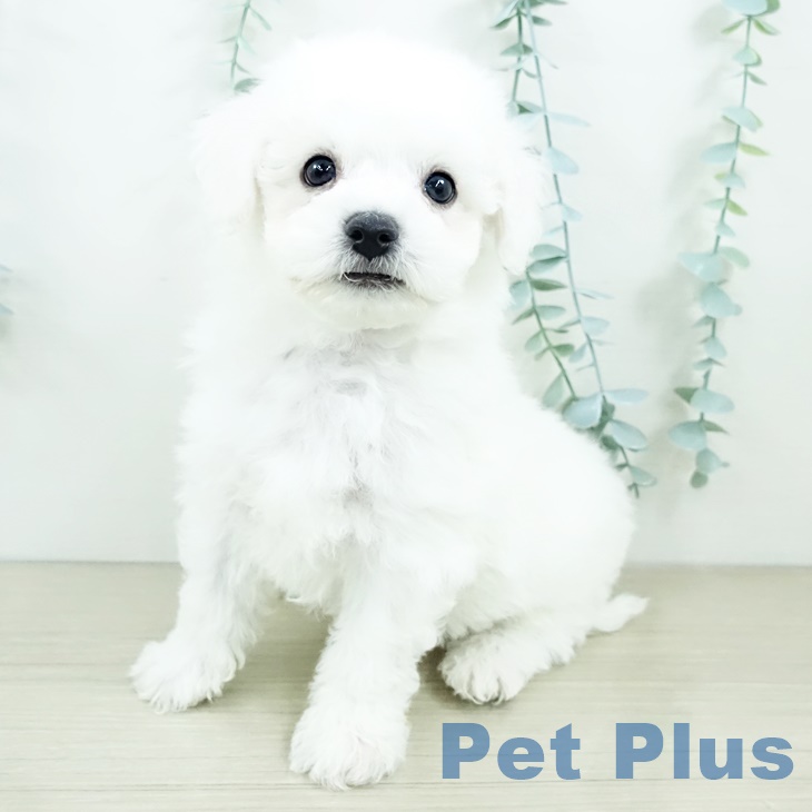 ビション・フリーゼ