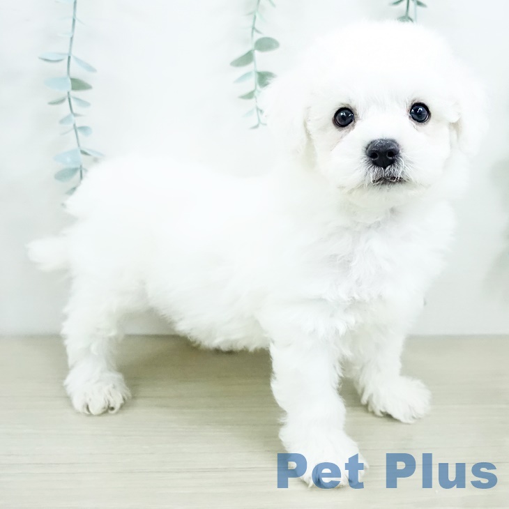 ビション・フリーゼの写真2