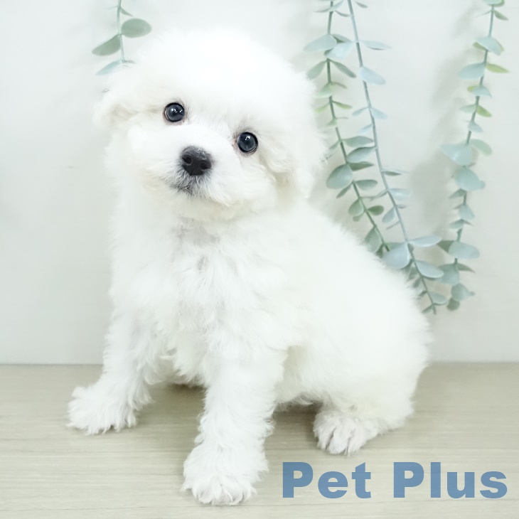 東京都のビションフリーゼ (ペットプラス 立川高島屋S.C.店/2025年9月20日生まれ/男の子/ホワイト)の子犬の1枚目の画像