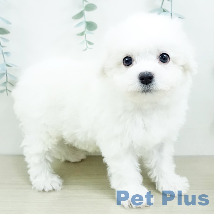 東京都のビションフリーゼ (ペットプラス 立川高島屋S.C.店/2025年9月20日生まれ/男の子/ホワイト)の子犬の2枚目の画像