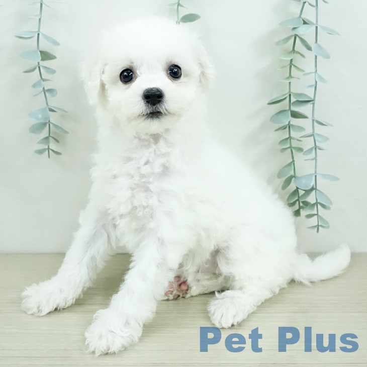 ビション・フリーゼ