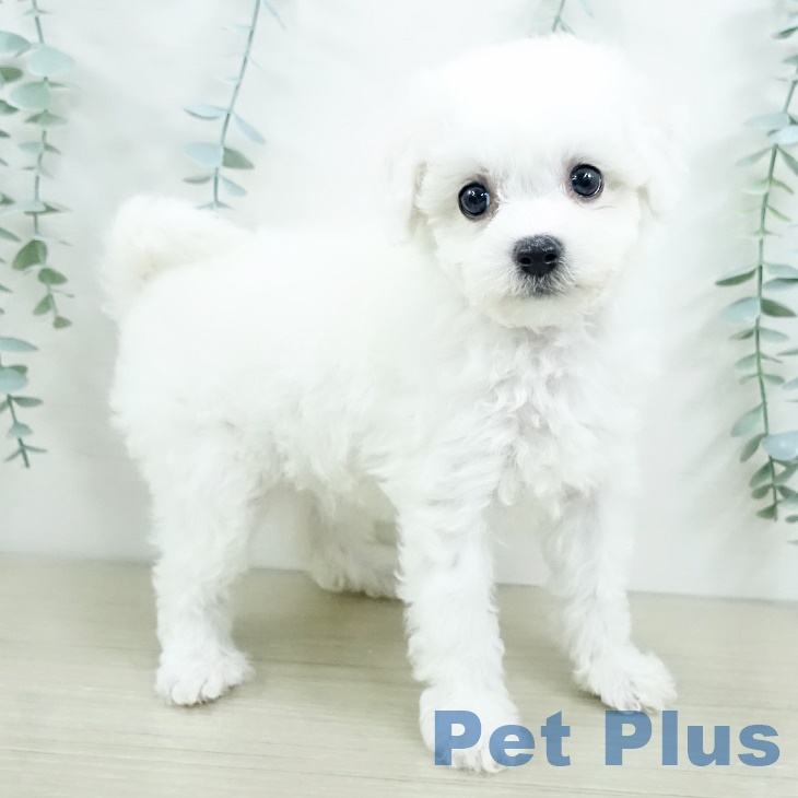 ビション・フリーゼ